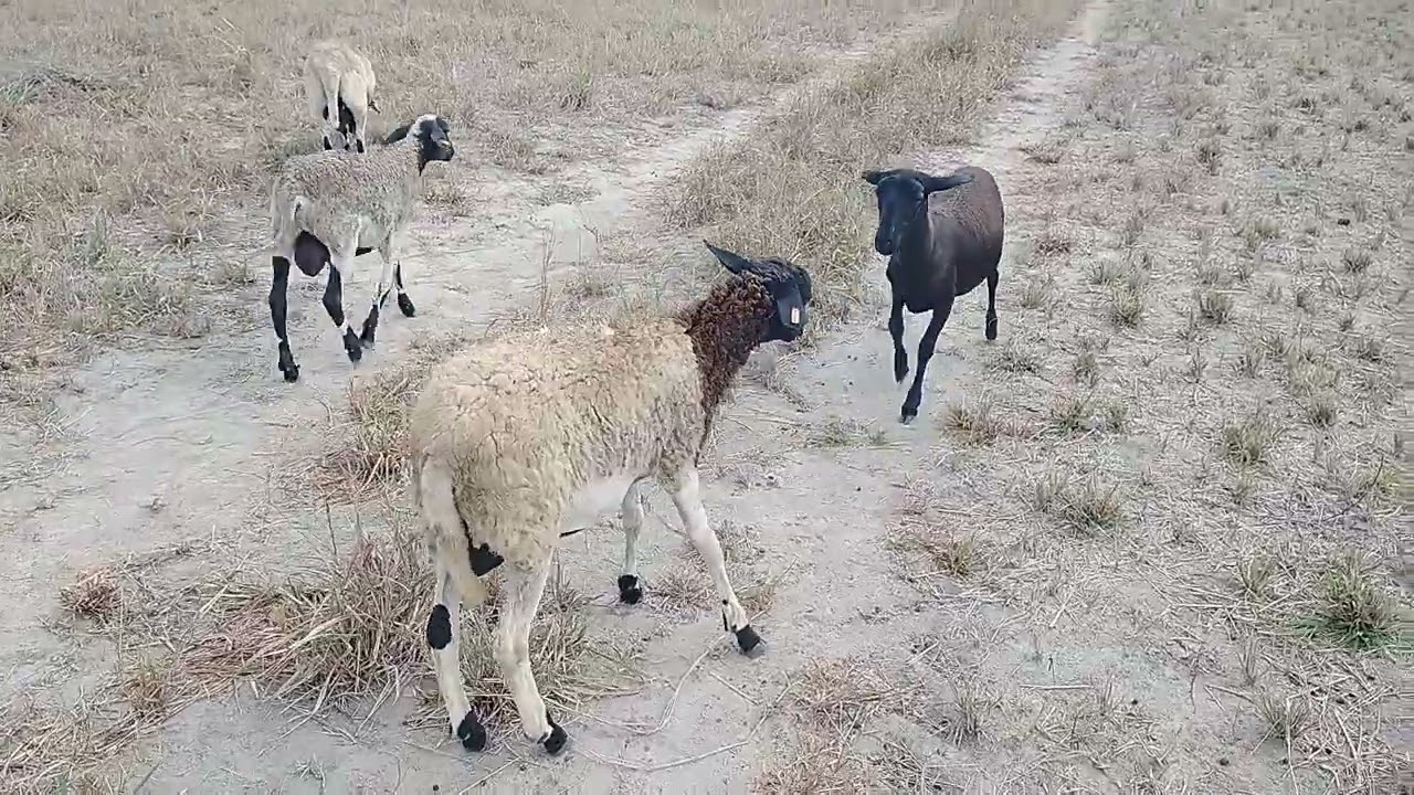 levando os Carneiro ao pasto e procurando a faixa do perninha🐏🐑🐏