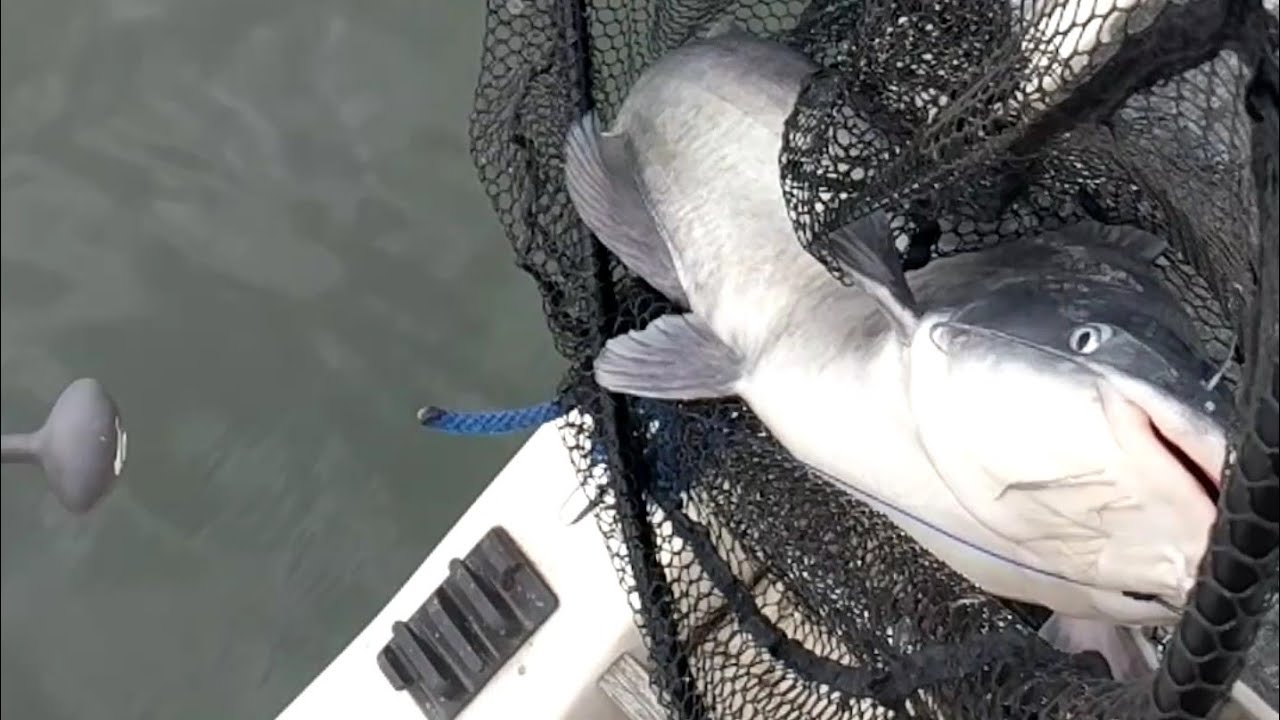 November CATFISHING on the OHIO RIVER YouTube