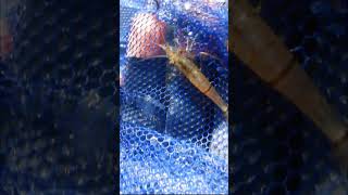 田んぼの排水路でガサガサ