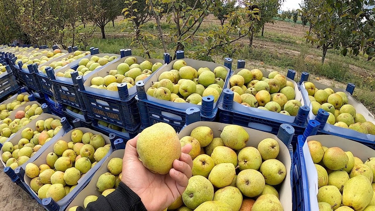 Armut Topluyoruz - Nasıl Oluyor ? MARGARİT Cinsi [ GoPro ]