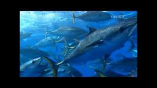 Psy - Basica 2.0 (feat. Super Fish)