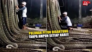 Viral Puluhan Ular Piton Raksasa Digantung Jadi Satu Dan Dїкцlїтї Secara Mengerikan !! Mau Diapain??