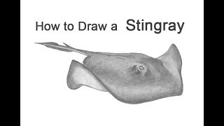 How To Draw A Stingray
