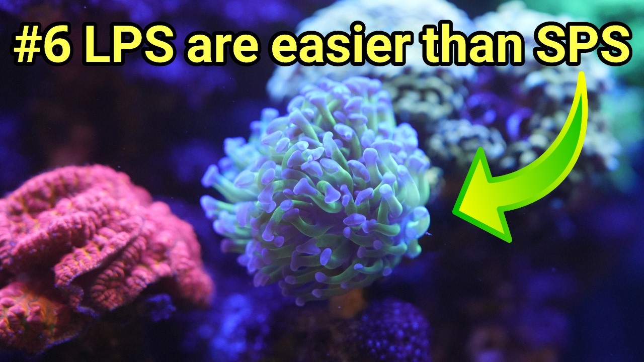 The Great Saltwater Debate: Ranking Controversial Reef Tank Myths