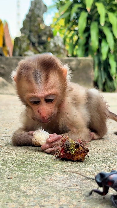 Watch this shocked monkey when he sees... - so funny! #shorts #millipedes