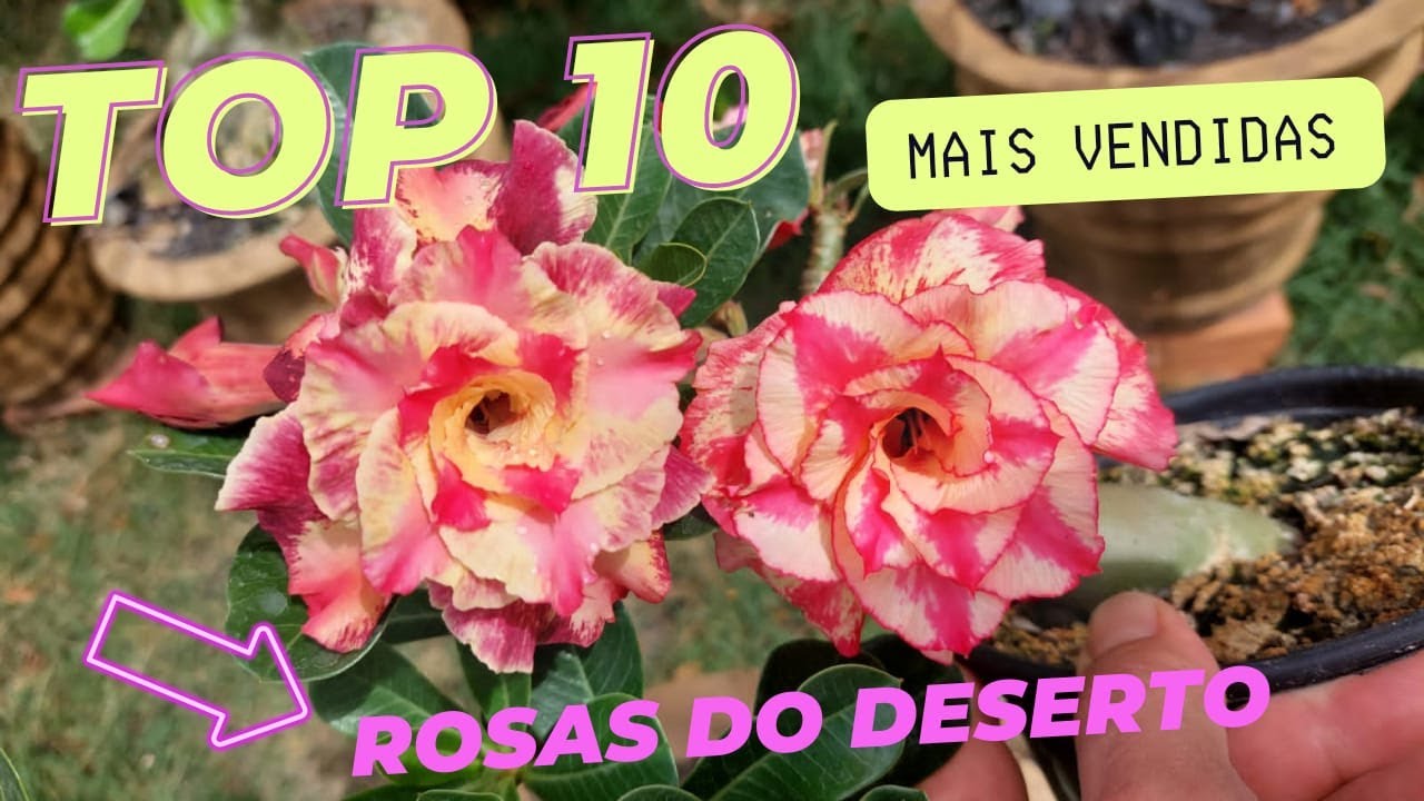 Top 10 Rosas do Deserto mais vendidas! #adenium - thptnganamst.edu.vn