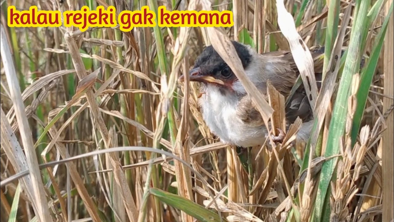 keseruan ngejar anakan burung di sawah dan mengecek sarang burung