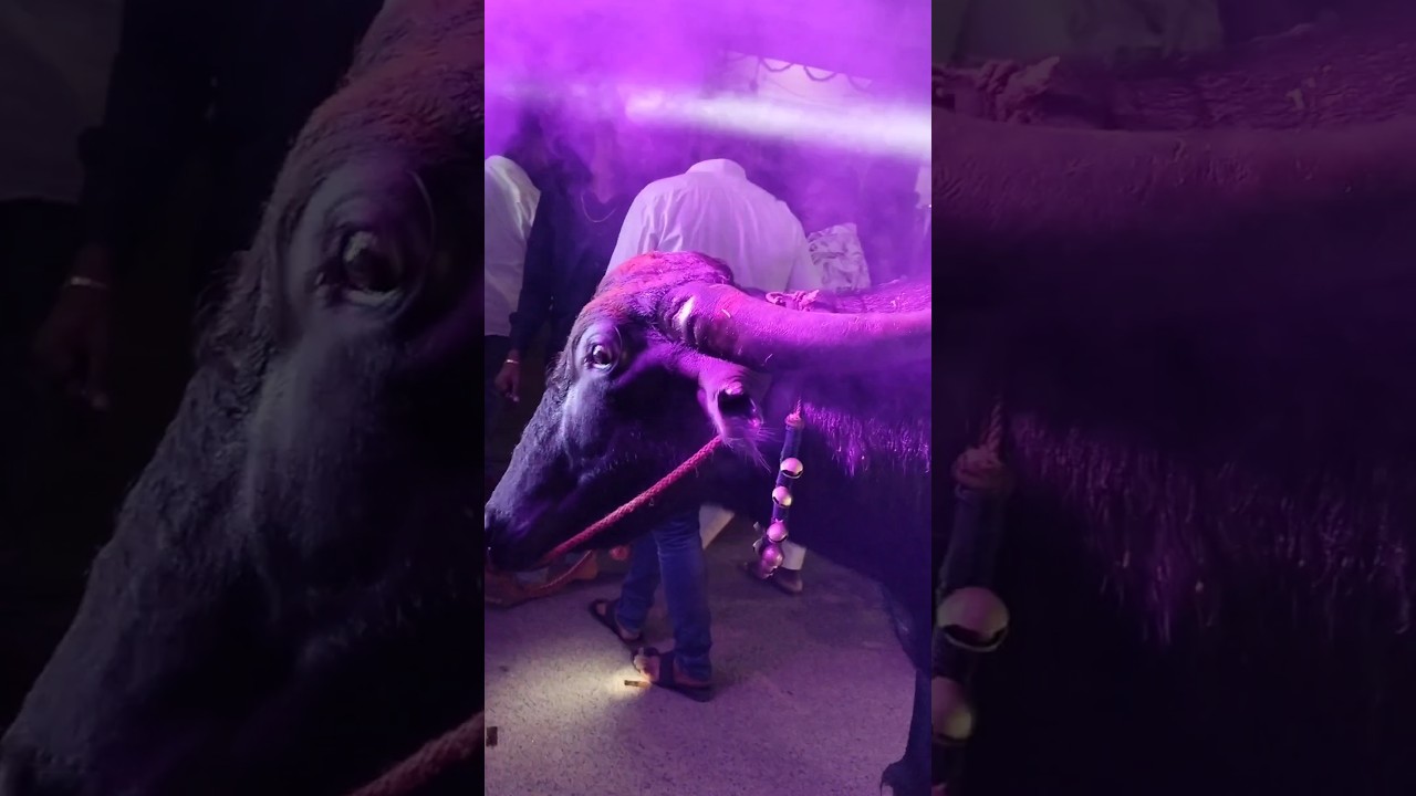 Sadar vibes cammondo bull 🐂 2023 