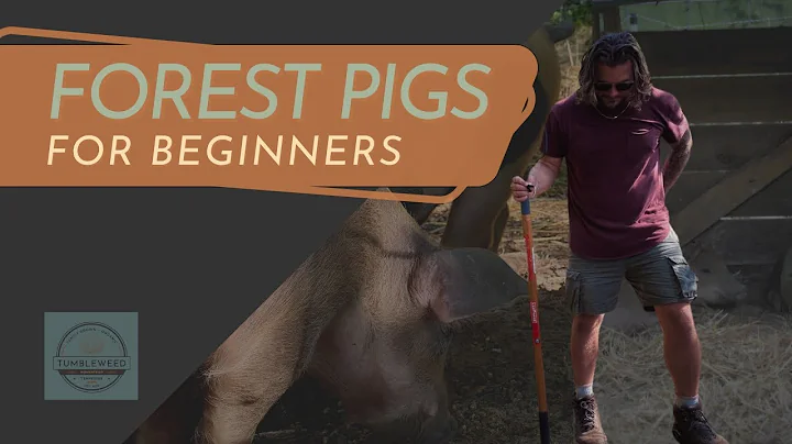 Beginner Pigs on the Homestead | Rotational, forest-grazing livestock