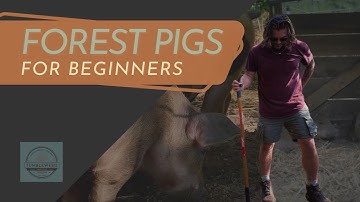 Beginner Pigs on the Homestead | Rotational, forest-grazing livestock
