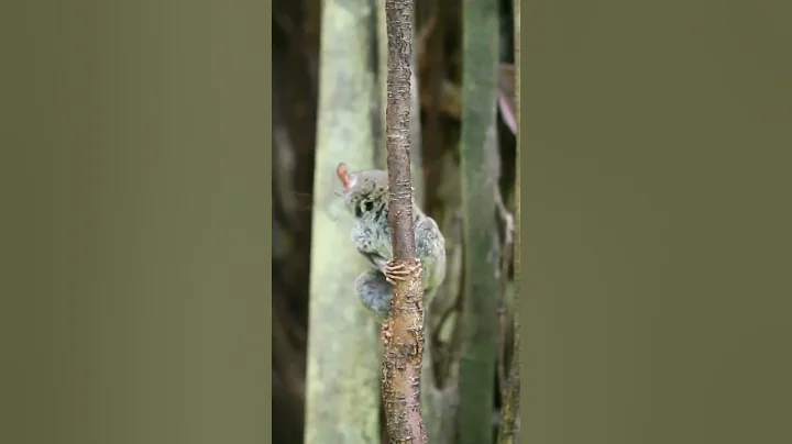 Tarsiers: Creepy Little Ninjas | Eating grasshopper | THIS GUY SUICIDES WHEN GET STRESSED #short