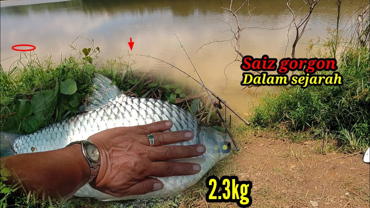 Lampam jawa saiz GORGON❗Memancing  ikan di sungai pahang