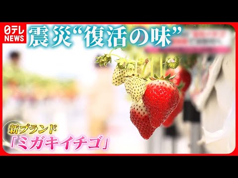 【挑戦】大津波で壊滅したイチゴの産地…受け継がれる“復活の味”