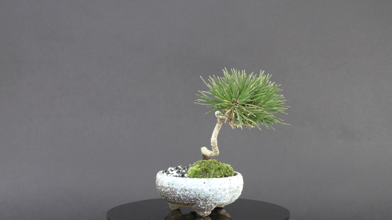 懸崖の黒松盆栽 盆栽妙 Youtube