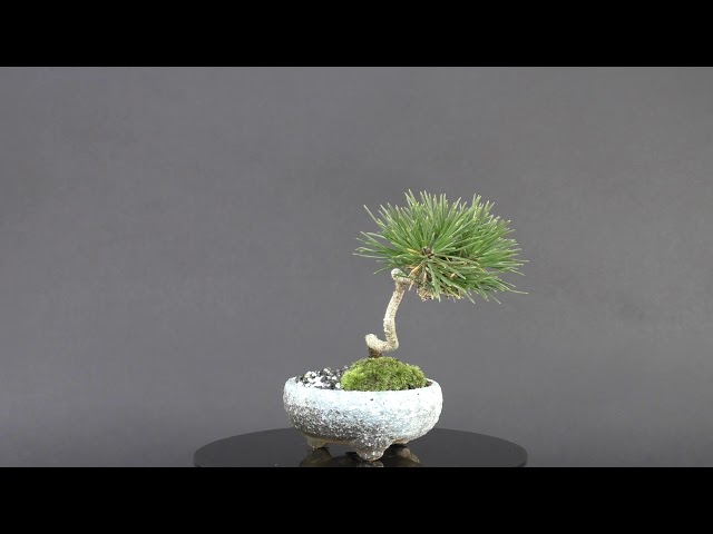 懸崖の黒松盆栽【盆栽妙】 - YouTube
