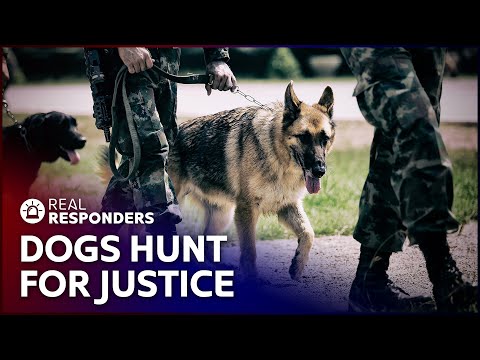 Video: Žvelgdamas akių nuleidimą, šuo atranda naują karjerą kaip žudikas detektyvas