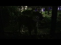 夜の大森山動物園　トラじゃらし