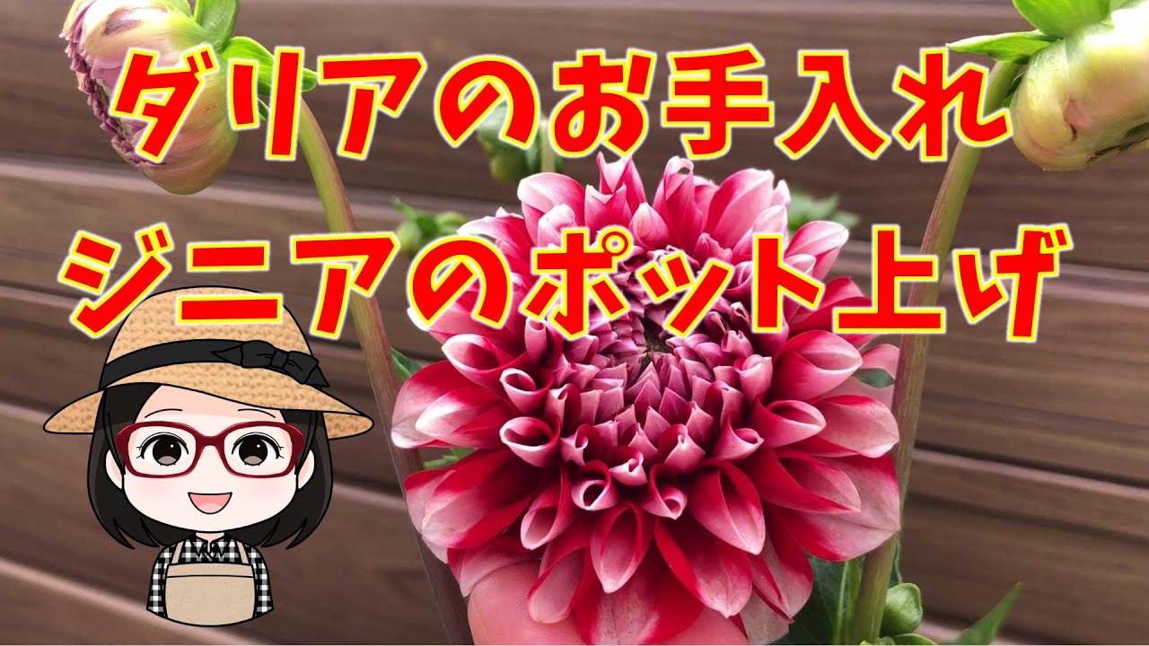 【ダリアページ】 Pruning Dahlia Lower Leaves, Potting Up Zinnias, French Vanilla