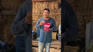 ปัญหาวัวไม่กลับจัด กับสัตว์ไม่ชัดเจน #วัว #คนเลี้ยงวัว