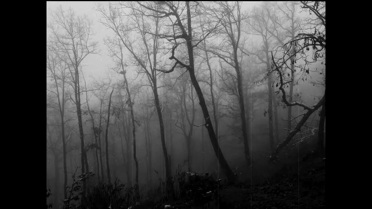 Мрачный пасмурный лес. Лес во мгле. Memories of gloomy Monsoons (2023).