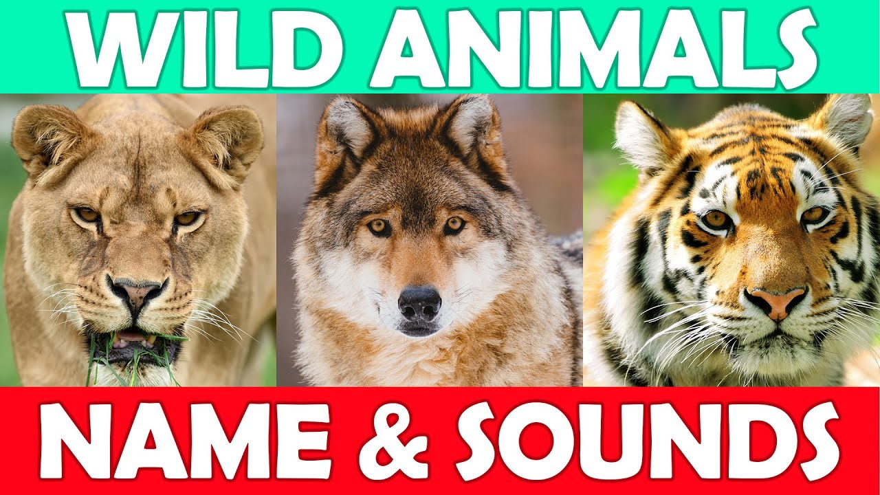 WILD ANIMALS | Learn Wild Animals Sounds and Names For Children, Kids ...