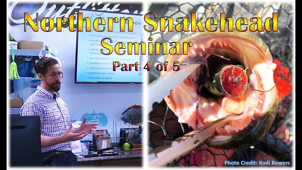 Northern Snakehead Seminar, Part 4 of 5, Island Tackle Outfitters - YouTube