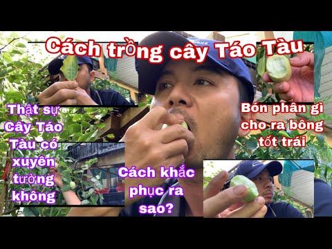 Video: Trồng Cây Táo Vào Mùa Xuân: Làm Thế Nào để Trồng Cây Con đúng Cách ở Siberia Và Ural? Làm Thế Nào để Trồng Một Cây Táo Có Bộ Rễ Kín Trên Bãi đất Trống?