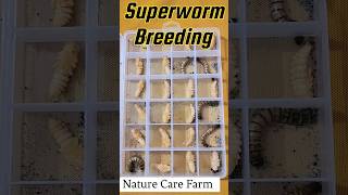 How To Breed Superworms Superworm Breeding Nature Care Farm