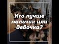 Отличие щенка йорка мальчика от девочки / кого выбрать мальчика или девочку