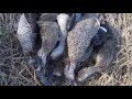 Duck Hunting in Australia 2016 (NSW)