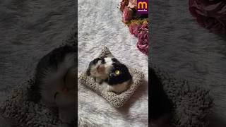 Meesho Soft toys 😺Comment for Link #tiintiin #meesho #meeshocreator #softtoy