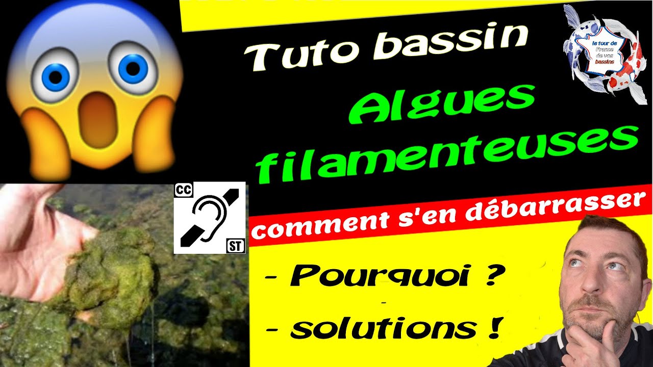 Comment supprimer les algues de mon étang ? I Etang-solution