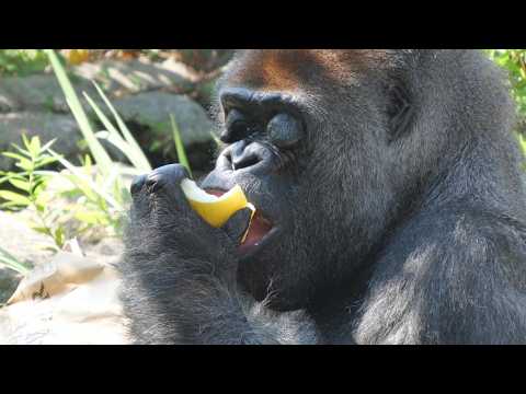 Sho, the third-oldest gorilla in Japan, will turn 50 next year