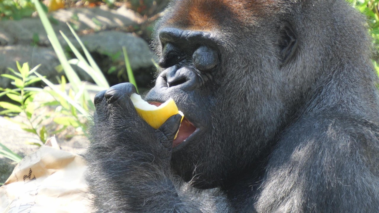 Sho, the third-oldest gorilla in Japan, will turn 50 next year