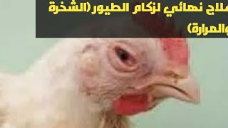 علاج الزكام او الشخرة و المرارة عند الدجاج دواء فعال 100%