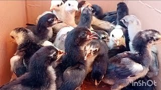 PRICE OF 1 WEEK OLD VILLAGE CHICKENS AT SUMPIUH MARKET