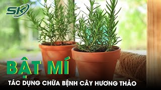 Tác Dụng Chữa Bệnh Cây Hương Thảo | SKĐS