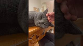 ブリちゃんに癒される ダブルチャンピオン ダブルチャンピオン