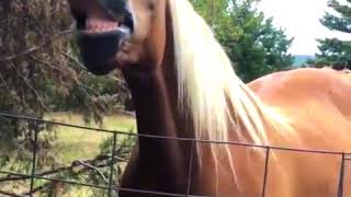 Beautiful, cool and funny horses (compilation)