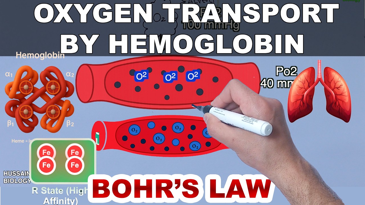 Hemoglobin Rbc O2 Transport Oxygen Transport by Hemoglobin - YouTube