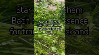 Star of Bethlehem Essence for trauma, shock and grief #mentalhealth #emotionalhealing #grief #shock