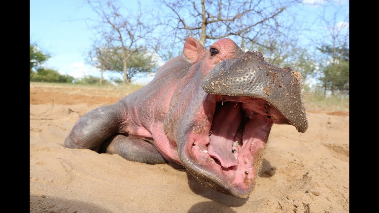 This Tiny Hippo Was Found Trapped In A Deadly Mud Hole, Forcing Rescuers Into A Race Against Time