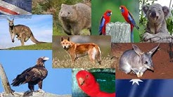 The ultimate Australian Private Tour with Aussie Melbourne Tours
