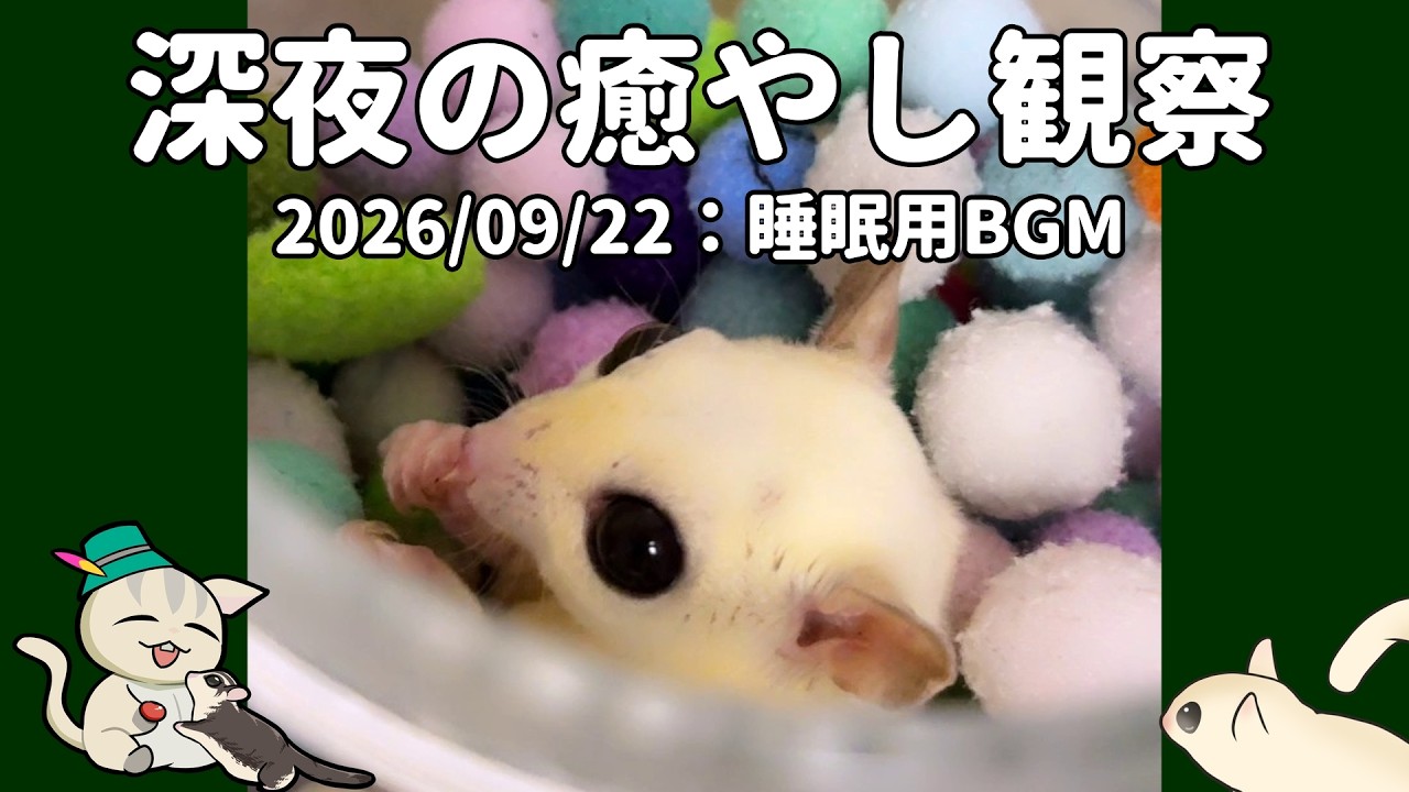 lo-fi Hip-Hop】深夜観察2026/09/22 Late-Night Sugar Glider Care