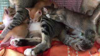 Two cat moms feed 6 babies so cute by Lan and Lieu 344 views 2 years ago 1 minute, 23 seconds