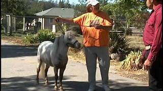Miniature Horses of Lovepatch Farms.m4v