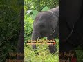 泰國拷叻野外驚喜！2歲小象就在路旁悠閒散步 Unexpected Encounter with a 2-Year-Old Baby Elephant | Khao Lak, Thailand 🐘