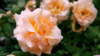 Ye Paudhe Ye Patte Ek Baar Phiranuradha Poudwal Bhupendra Singh