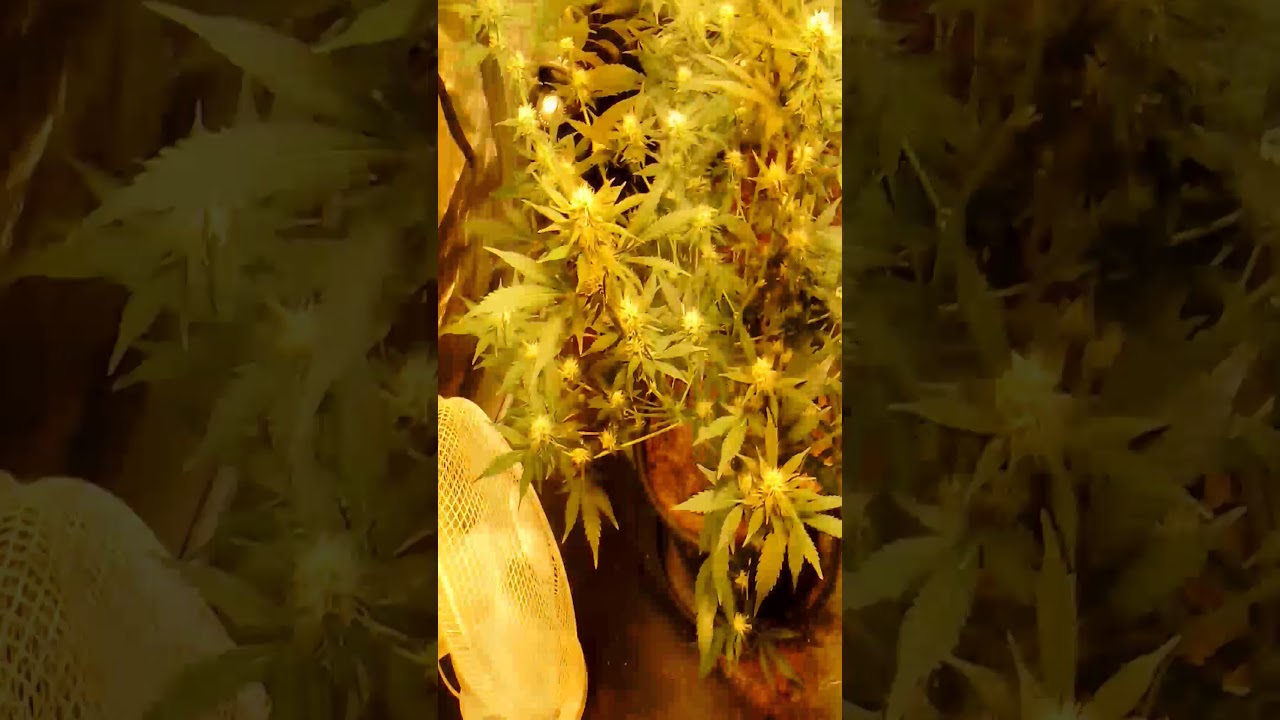 blueberry gum haze week 3