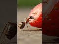 👉 Have You Ever Seen Teamwork This Perfect? 🐜#Shorts #Teamwork #Satisfying #AnimalShorts #Motivation